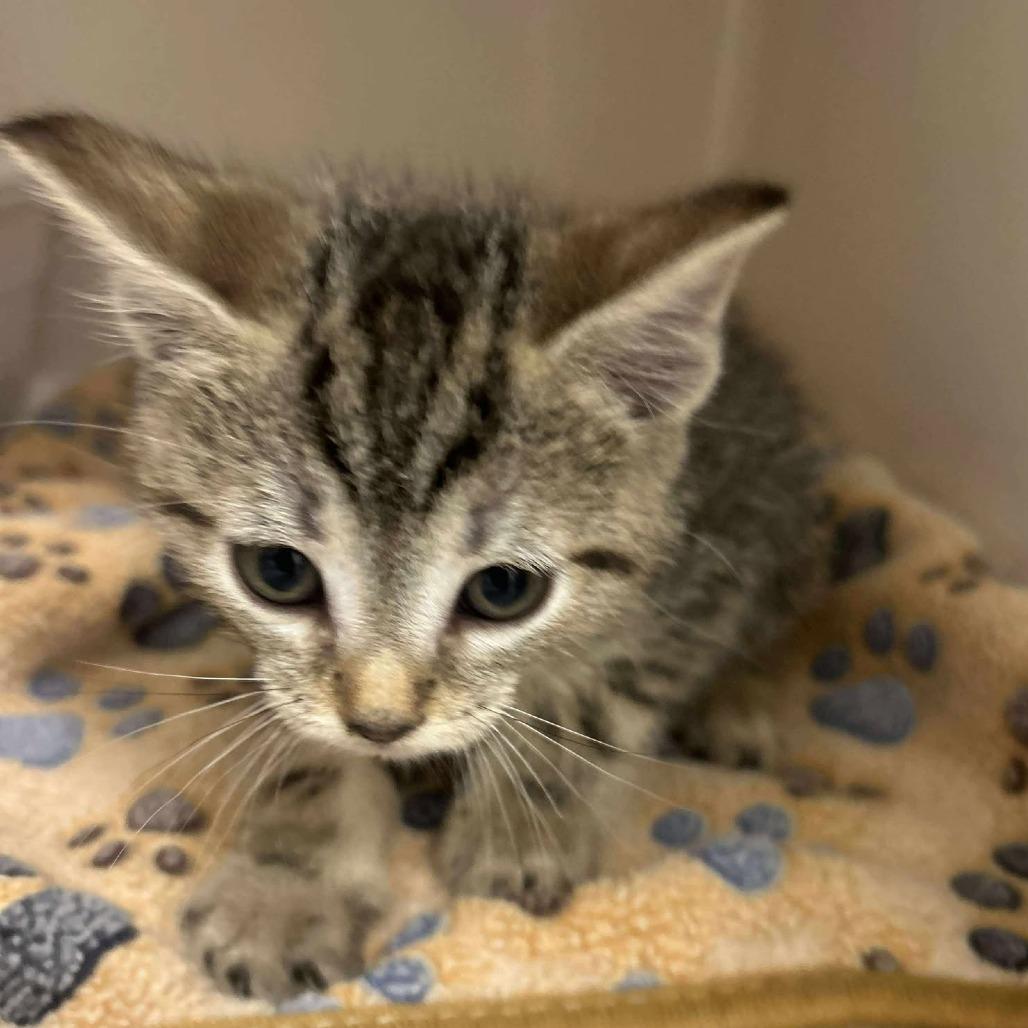 Tweety Bird, Adoptable, Kitten Male Domestic Short Hair.