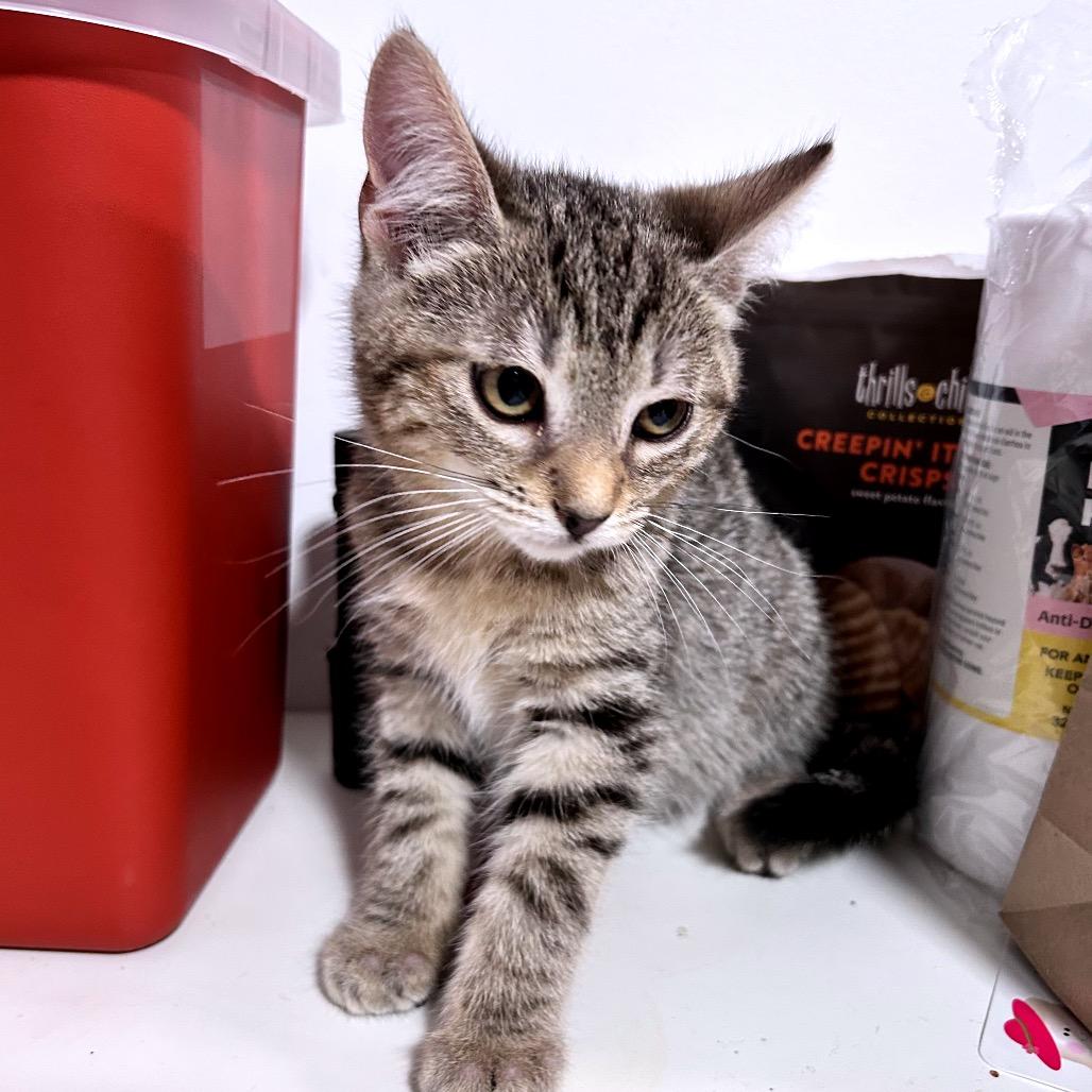 Enlarge Tweety Bird, a Adoptable Domestic Short Hair in Fredericksburg, VA image 2/2