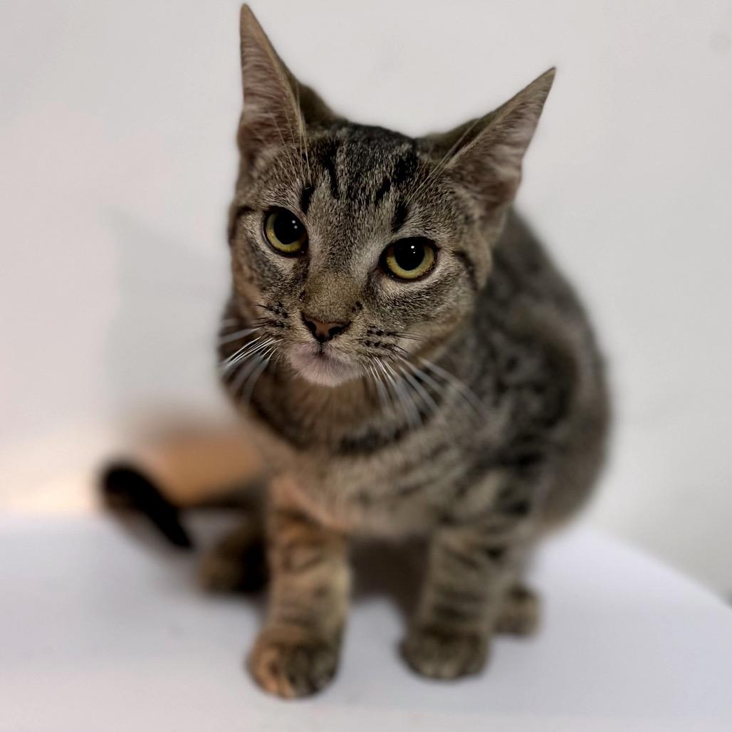 Enlarge Tweety Bird, a Adoptable Domestic Short Hair in Fredericksburg, VA image 3/3