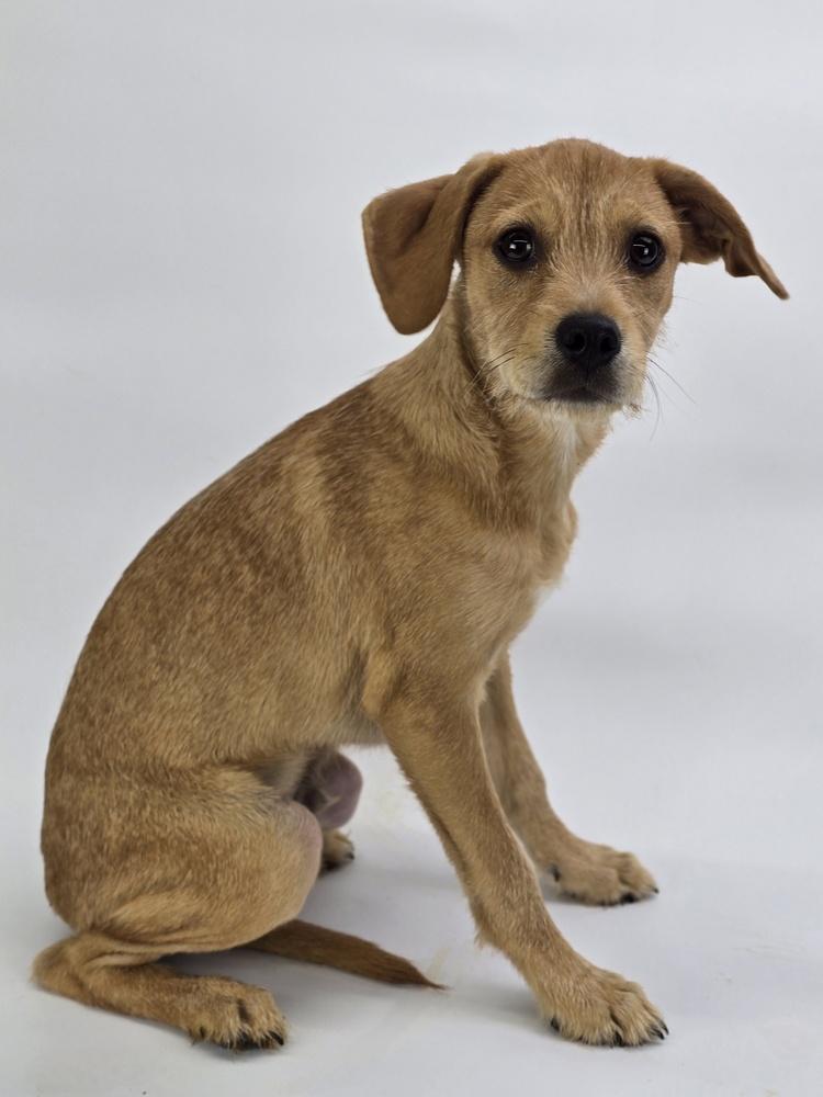 Moe, Adoptable, Puppy Male Terrier & German Shepherd Dog.