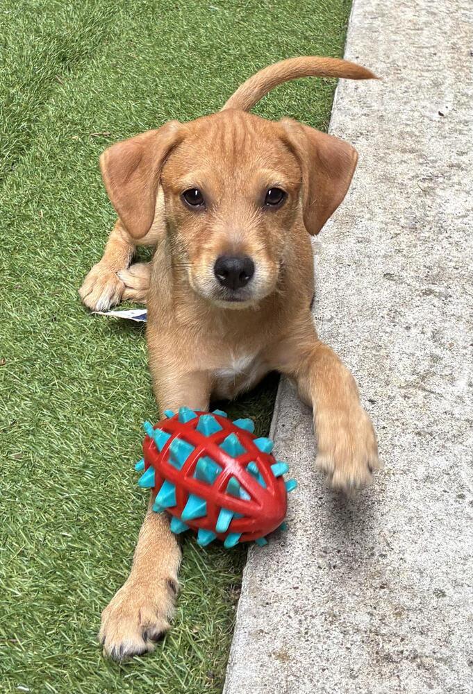 Moe, a Adoptable mixed breed in Sedalia, CO image 2/3