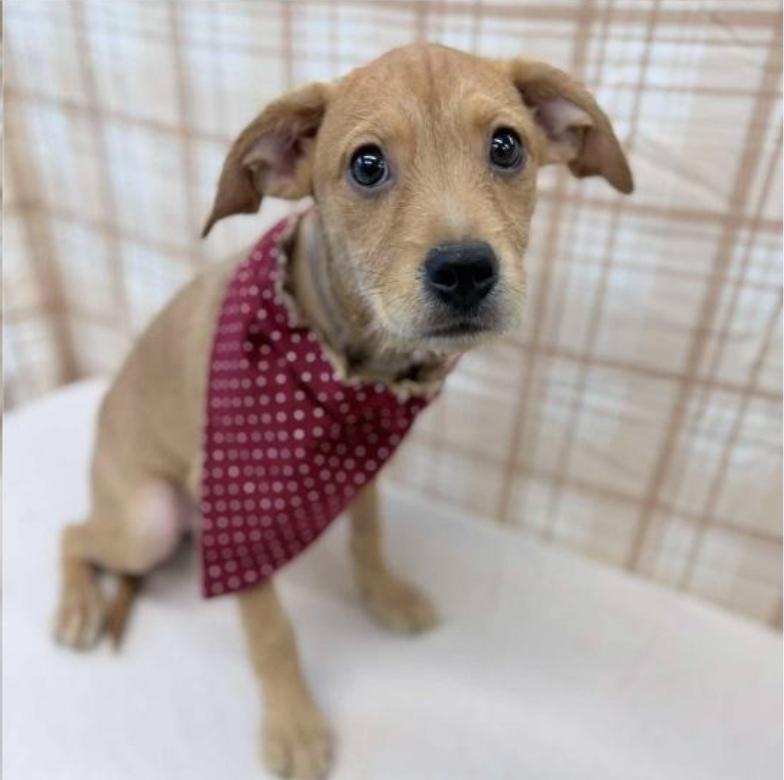 Moe, a Adoptable mixed breed in Sedalia, CO image 3/3