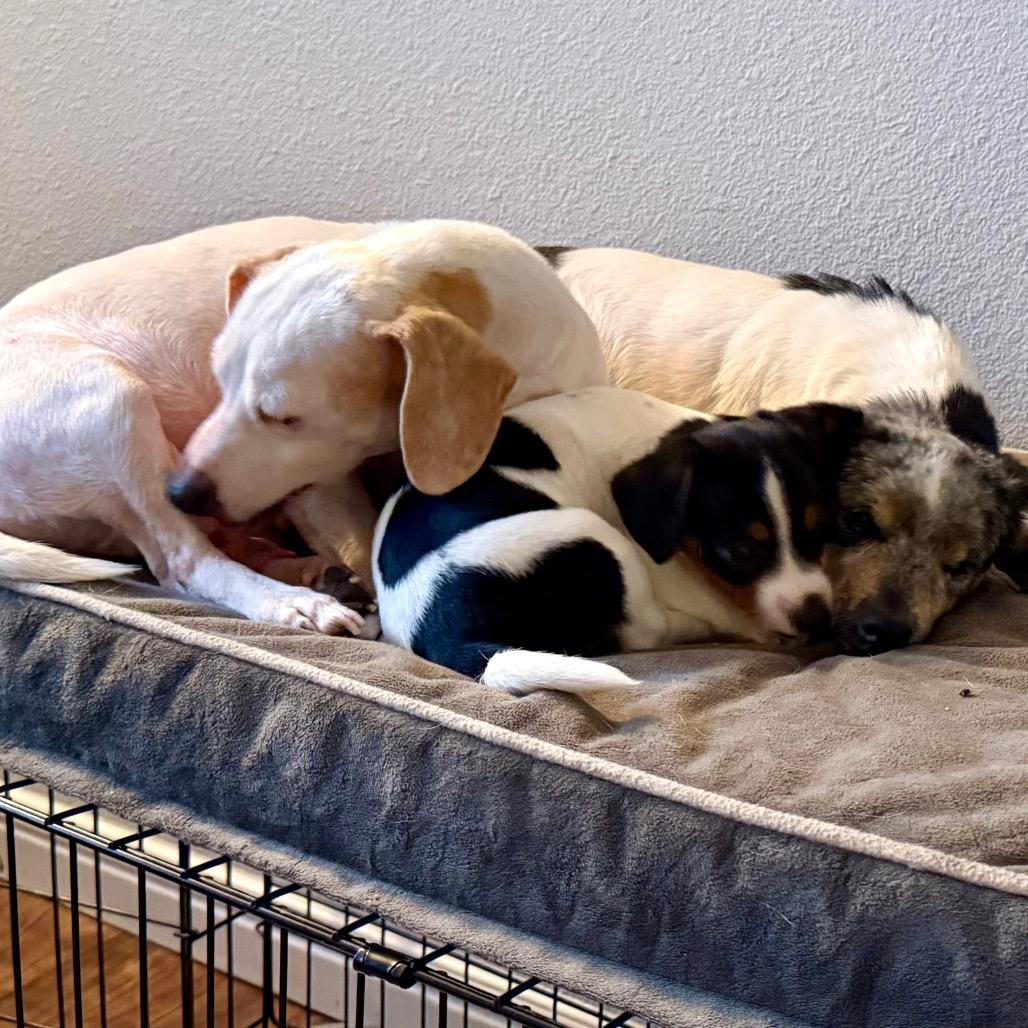 Snow White, Adoptable, Senior Female Dachshund & Chihuahua.