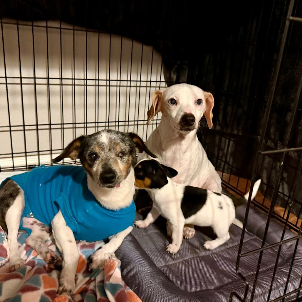 Enlarge Snow White, a Adoptable mixed breed in Ennis, TX image 3/5