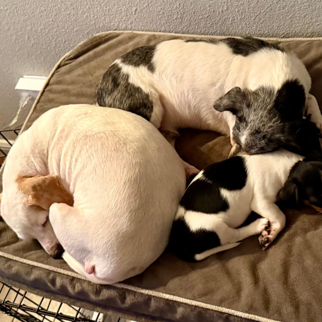 Enlarge Snow White, a Adoptable mixed breed in Ennis, TX image 4/5