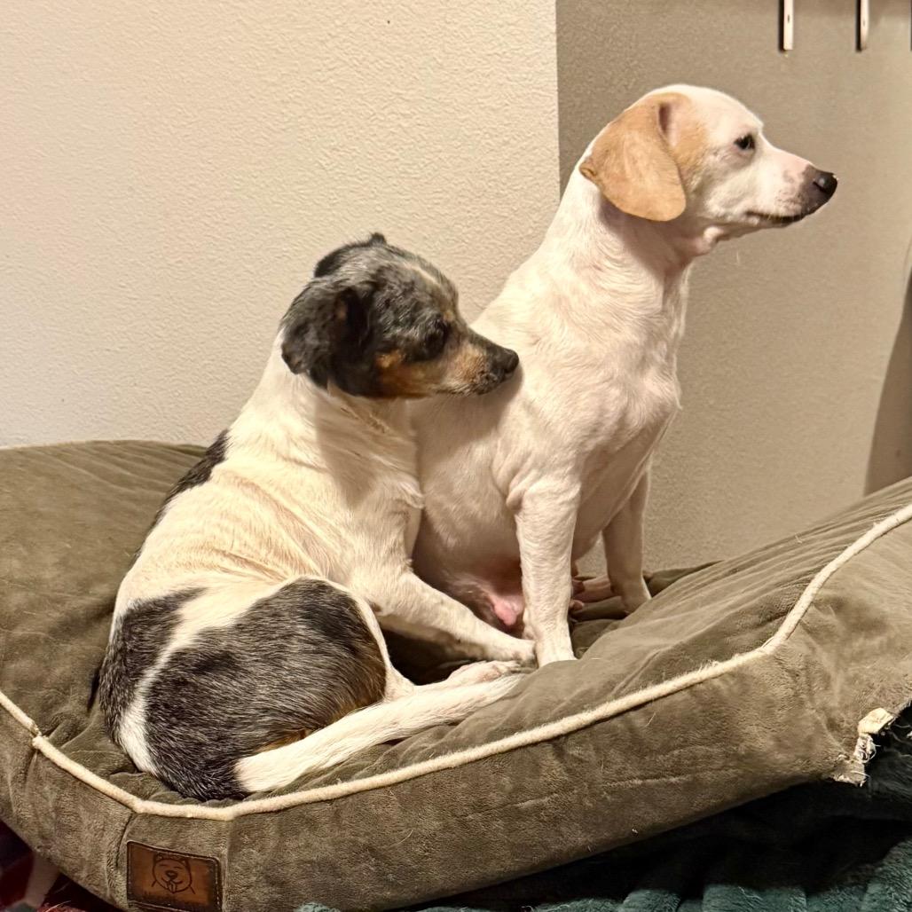 Enlarge Snow White, a Adoptable mixed breed in Ennis, TX image 5/5