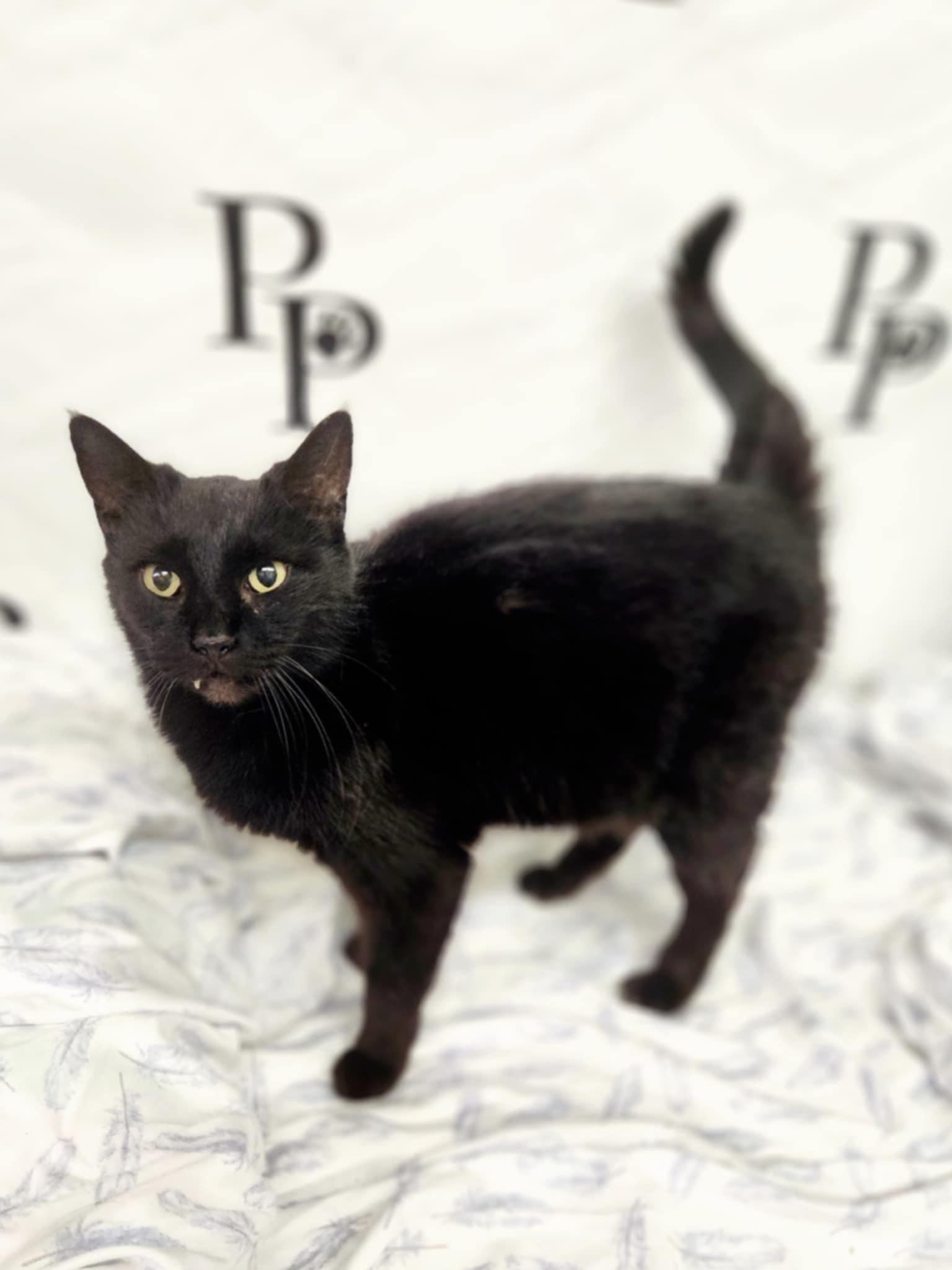 Fanny Mae, Adoptable, Adult Female Domestic Short Hair.