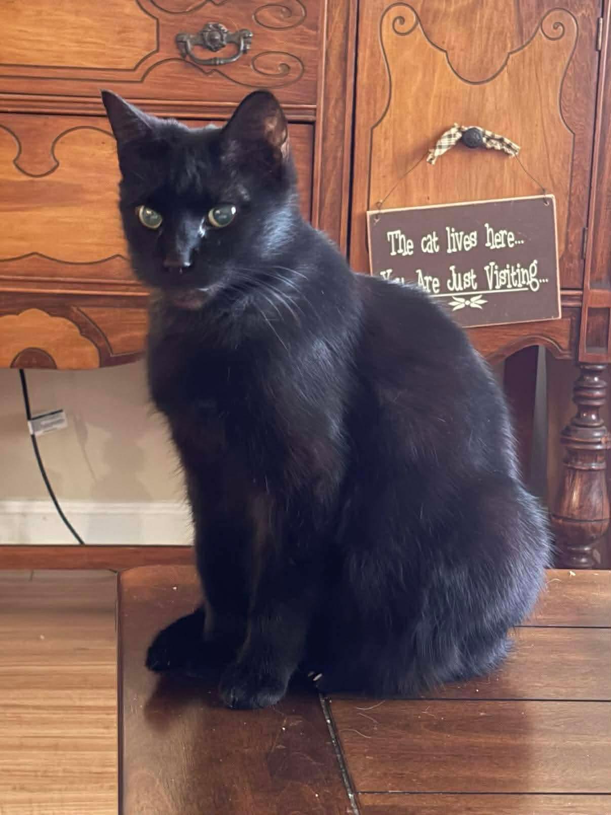 Fanny Mae, Adoptable, Adult Female Domestic Short Hair.