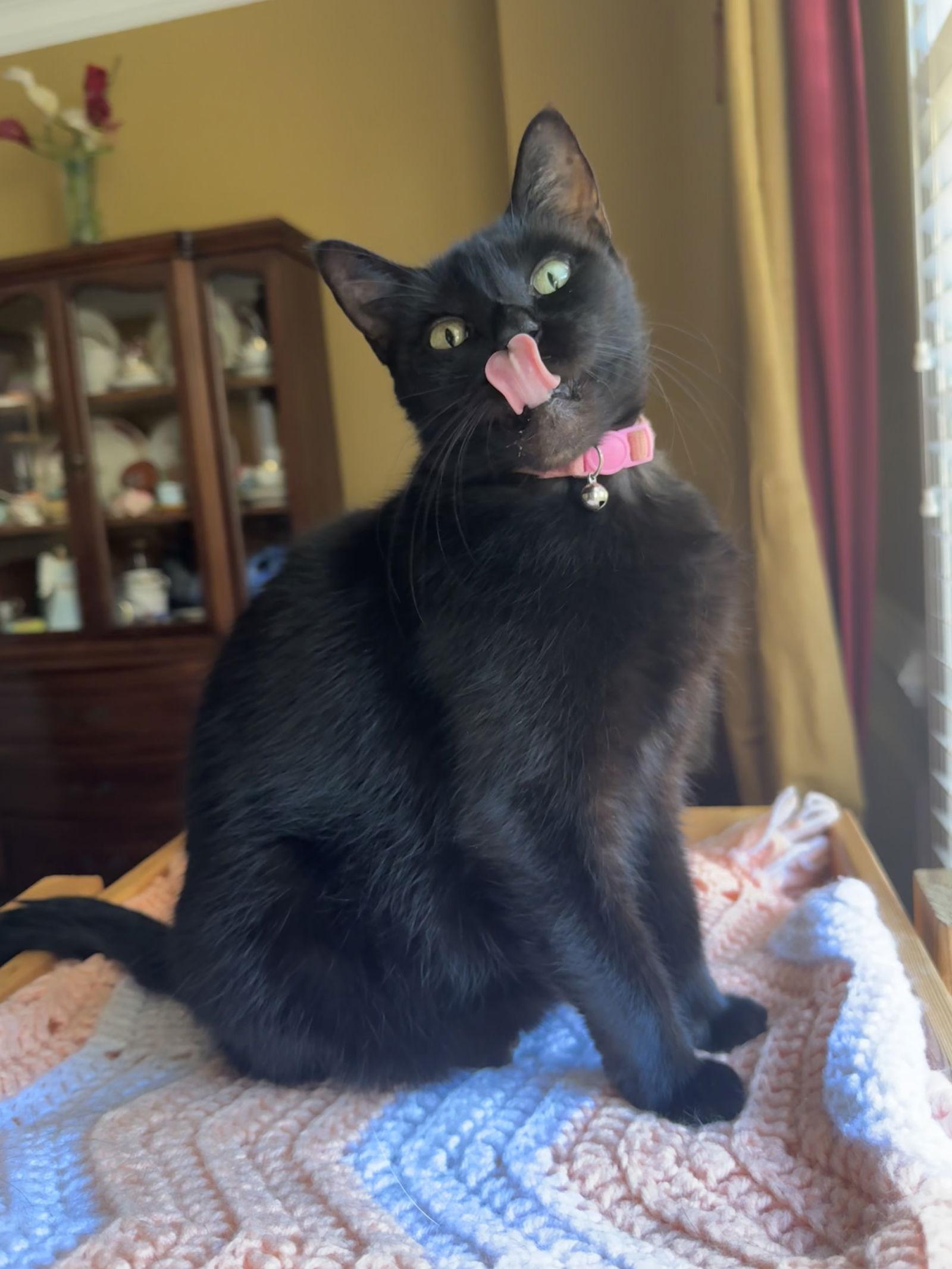 Fanny Mae, a Adoptable Domestic Short Hair in Social Circle, GA image 2/3