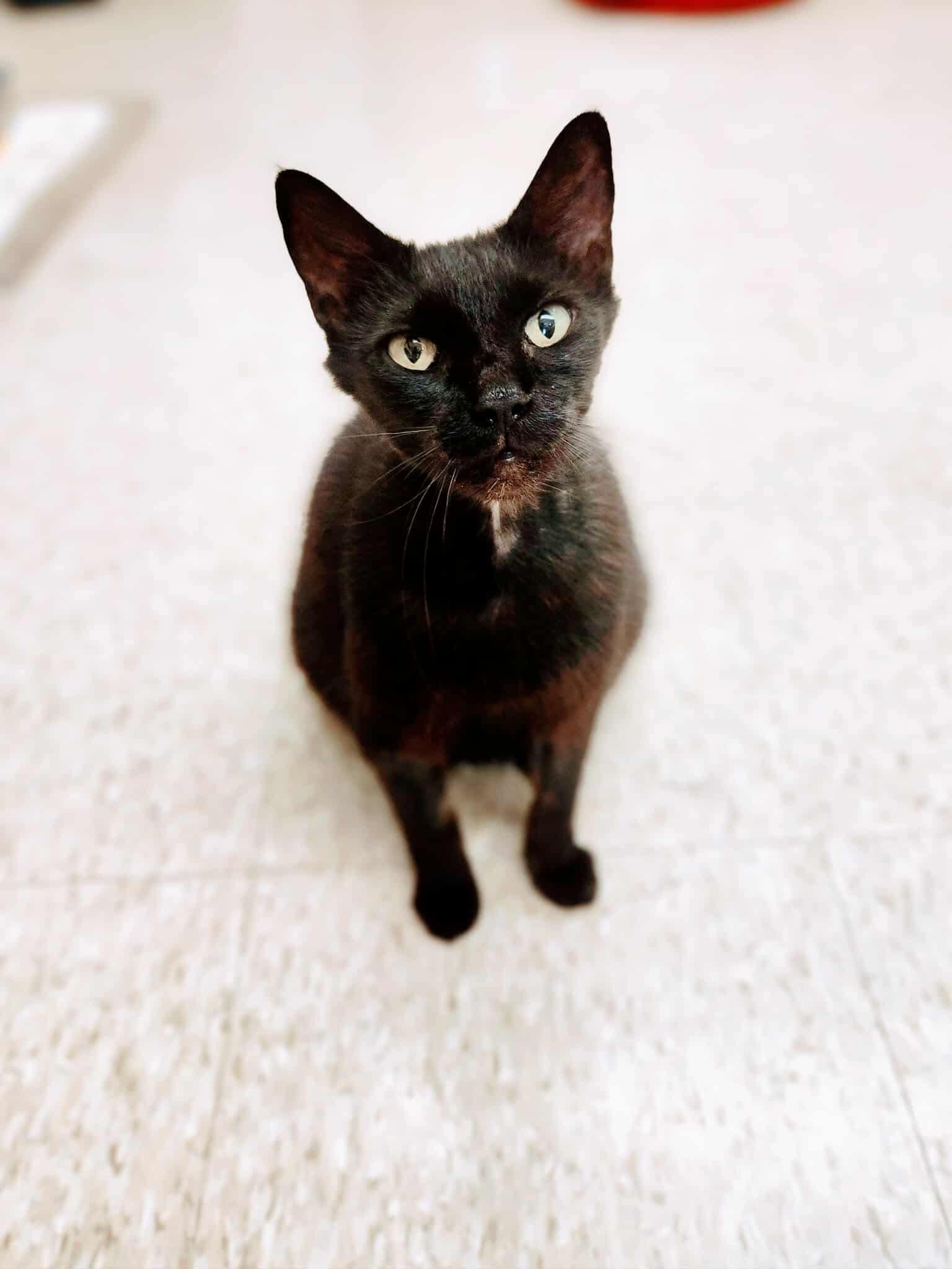 Fanny Mae, a Adoptable Domestic Short Hair in Social Circle, GA image 3/3