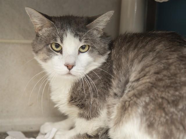 Enlarge MCGRATH, a Adoptable Domestic Short Hair in Phoenix, AZ image 1/1