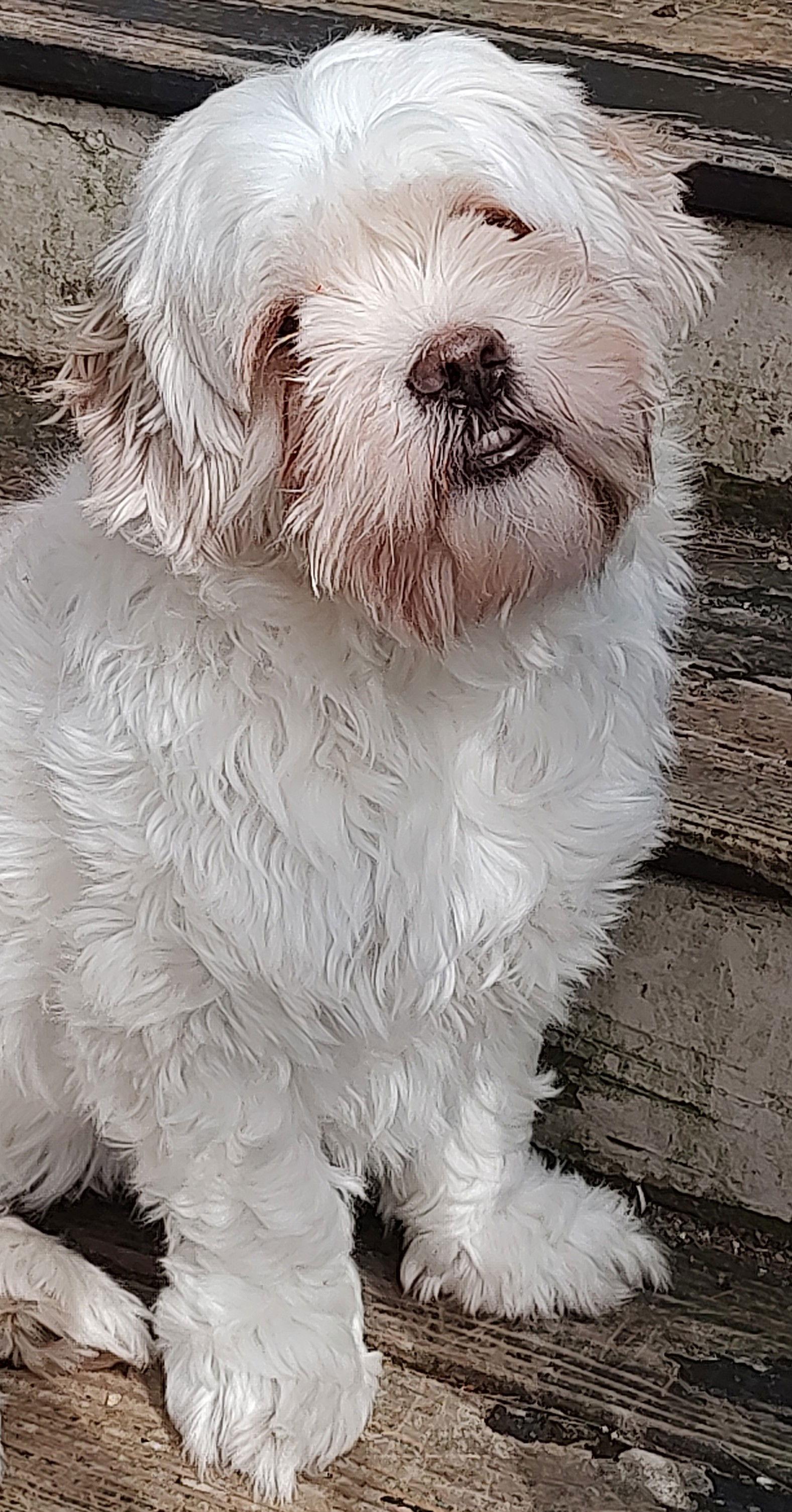 Ari Hoffman, Adoptable, Adult Male Lhasa Apso.