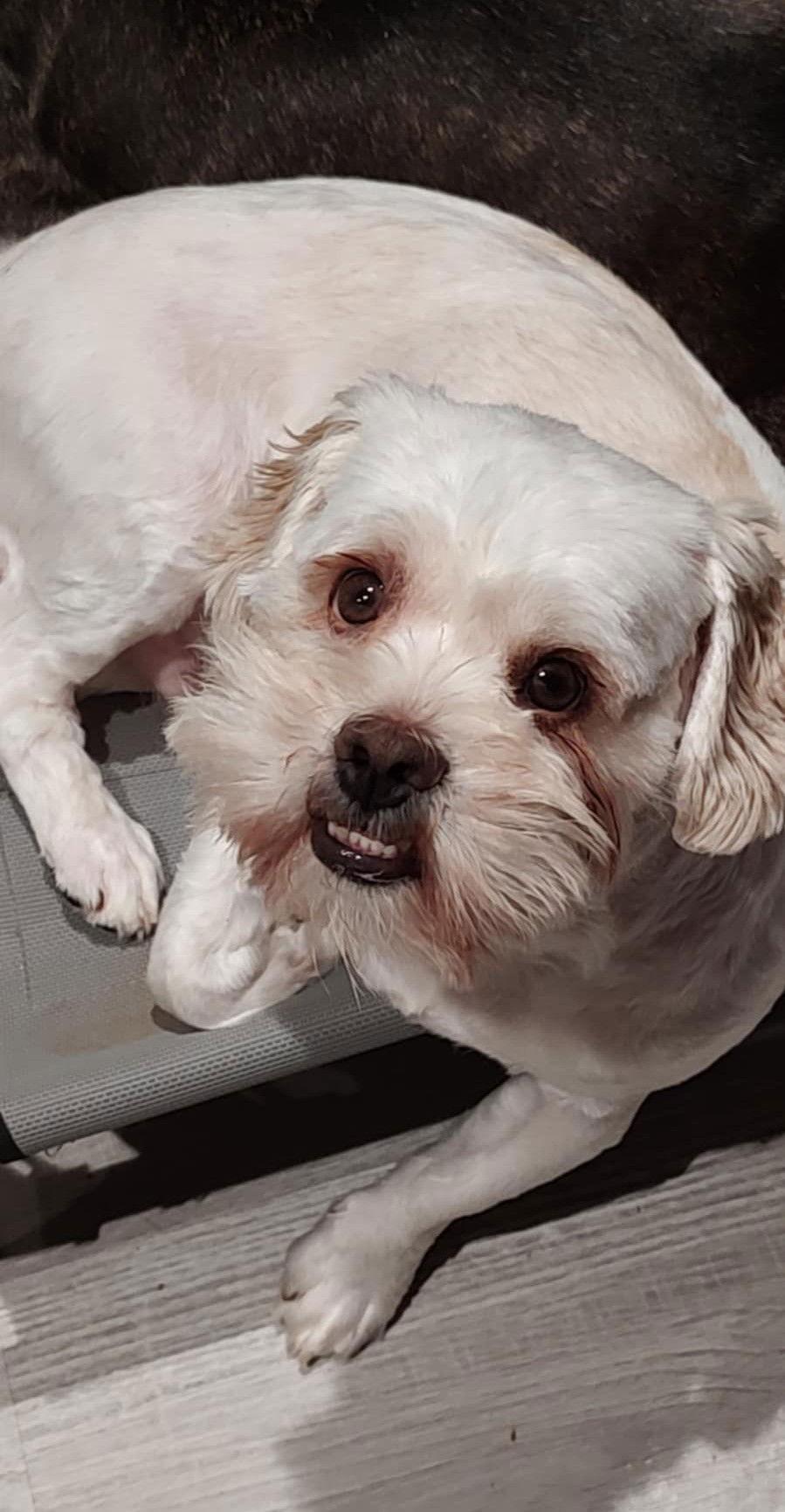 Ari Hoffman, a Adoptable Lhasa Apso in Saunderstown, RI image 2/3