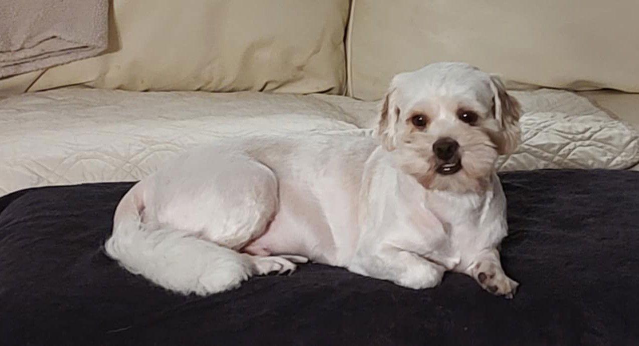 Ari Hoffman, a Adoptable Lhasa Apso in Saunderstown, RI image 3/3