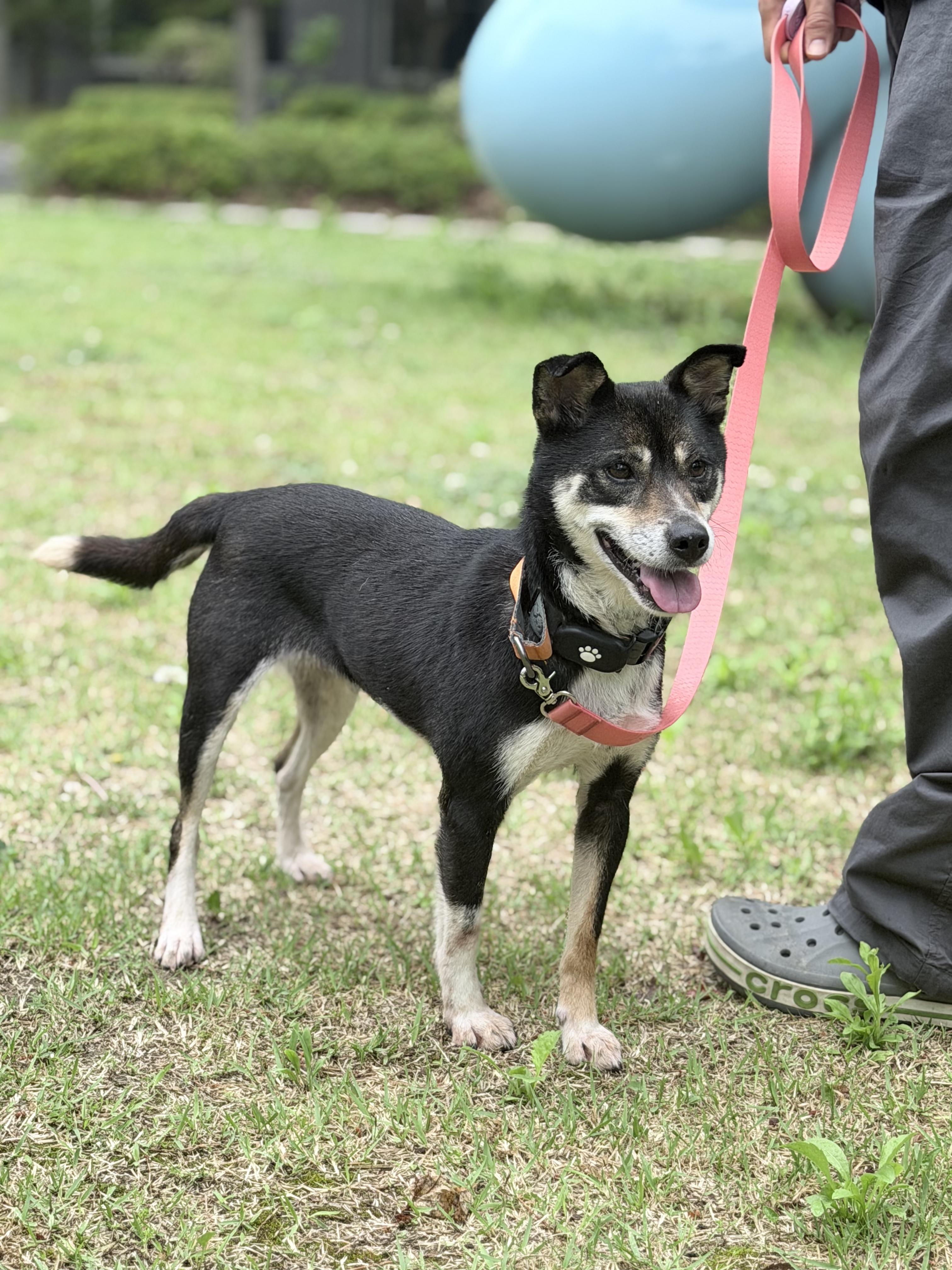 Enlarge YUMI, a Adoptable mixed breed in Duluth, GA image 4/6