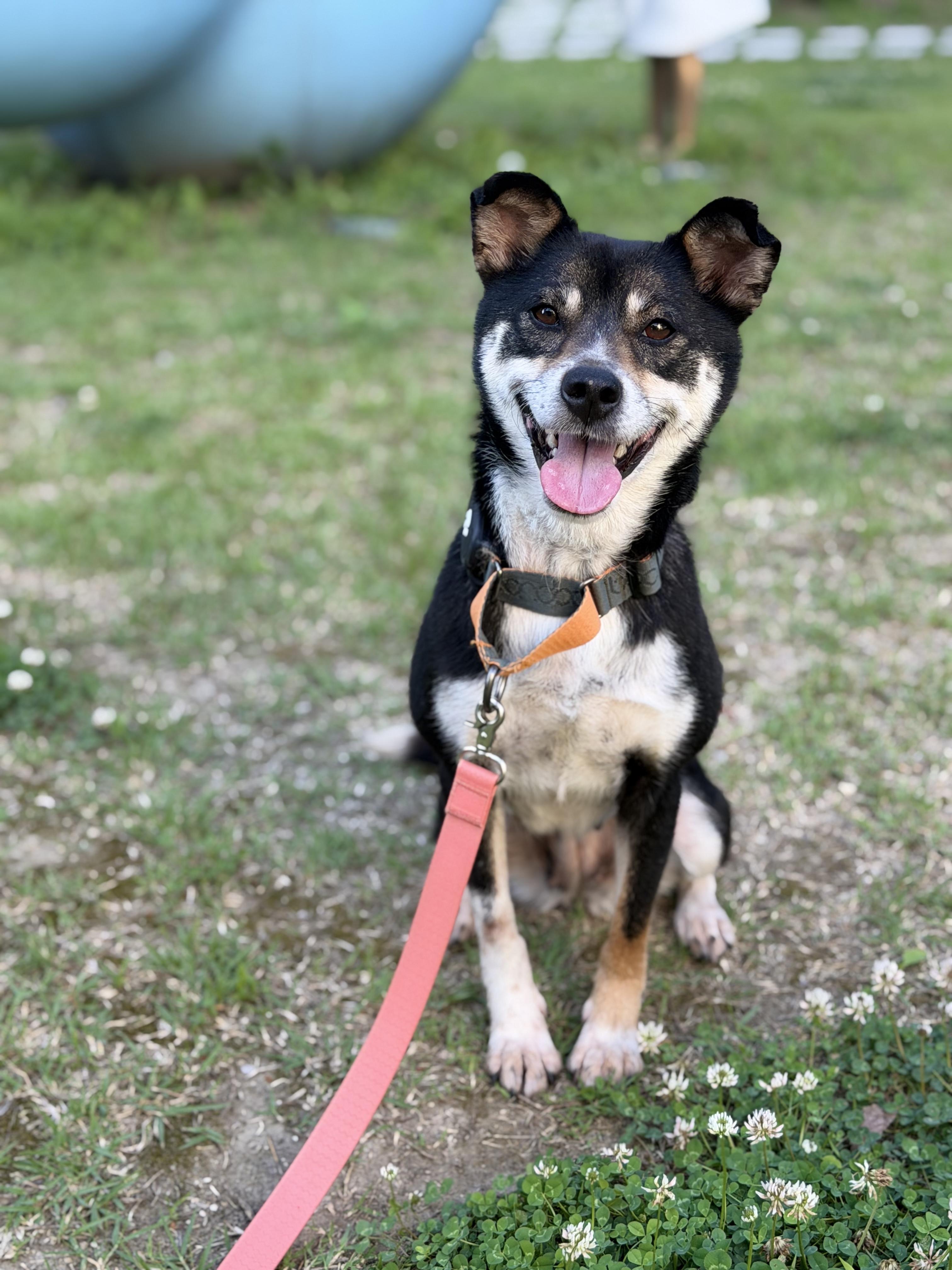Enlarge YUMI, a Adoptable mixed breed in Duluth, GA image 3/6