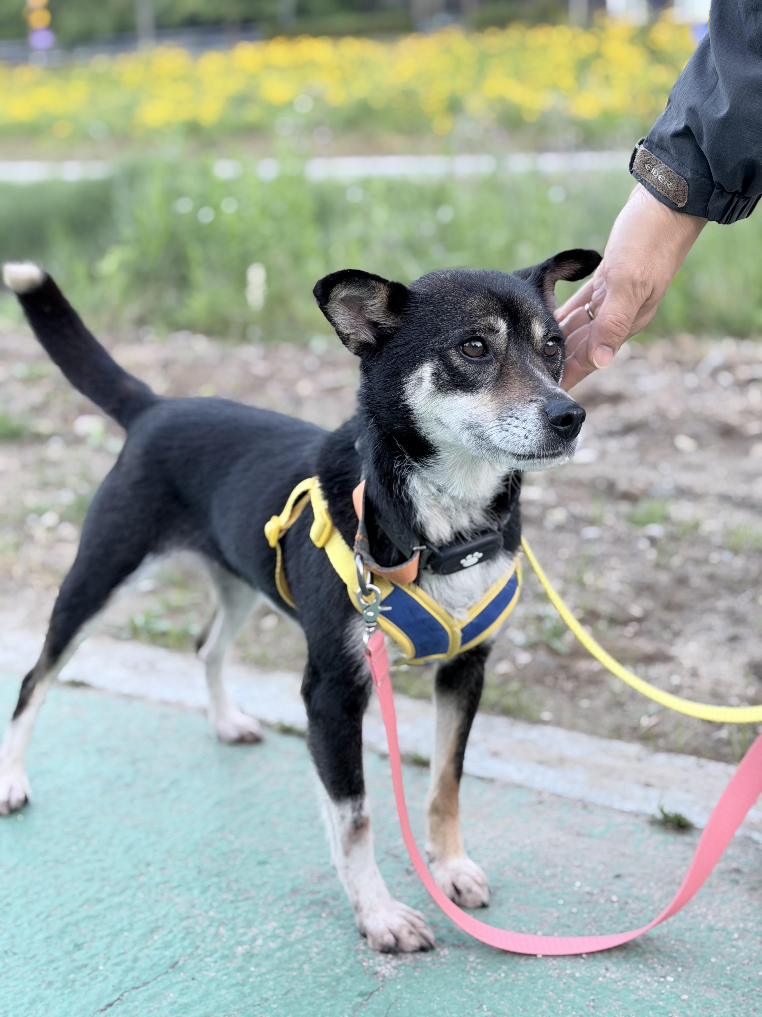 YUMI, Adoptable, Young Female Shiba Inu.