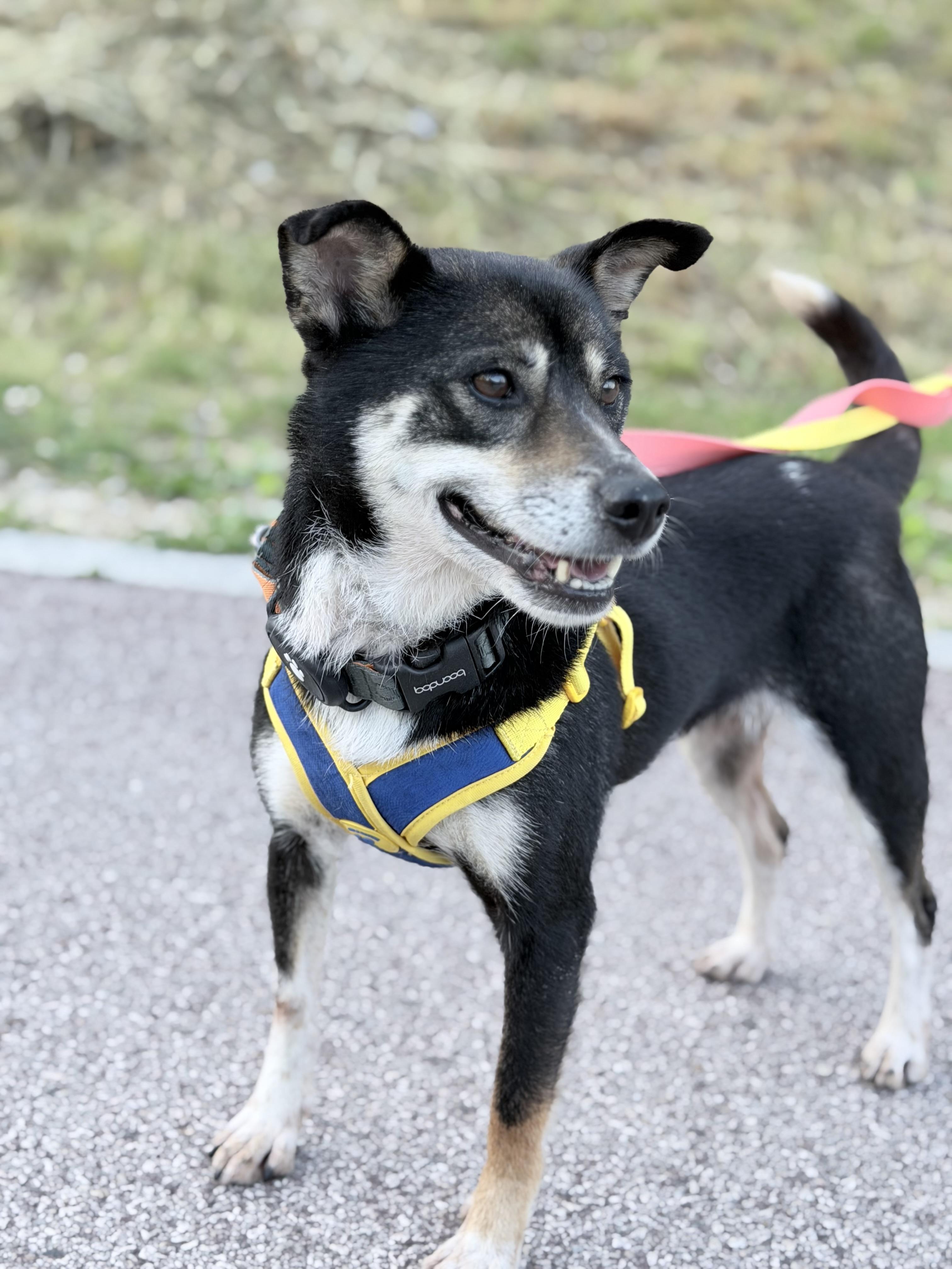 Enlarge YUMI, a Adoptable mixed breed in Duluth, GA image 2/6