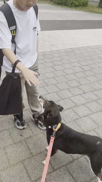 Enlarge YUMI, a Adoptable mixed breed in Duluth, GA video 6/6