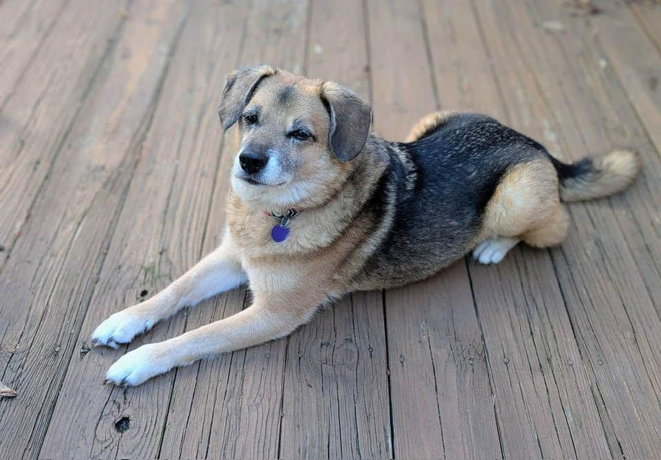 Skippy, a Adoptable mixed breed in Rockville, MD image 5/6