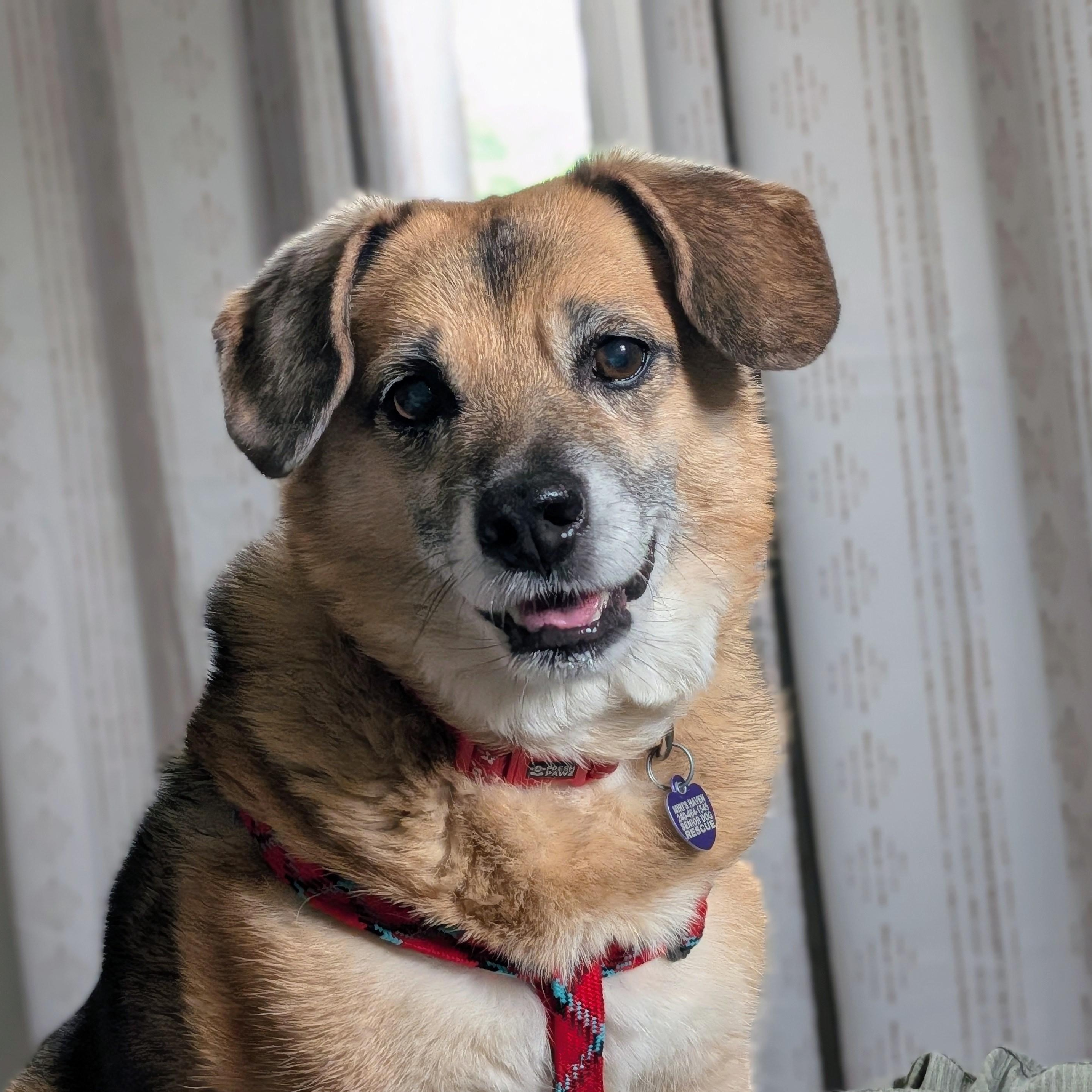 Skippy, Adoptable, Senior Male Beagle & German Shepherd Dog.