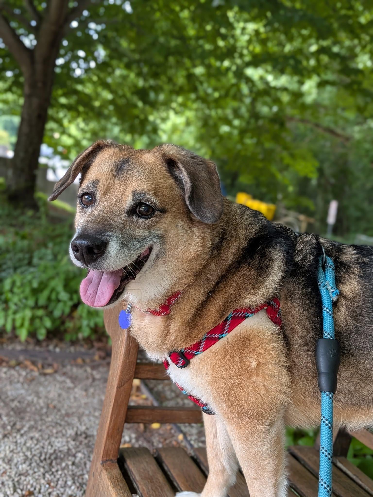 Skippy, a Adoptable mixed breed in Rockville, MD image 2/6
