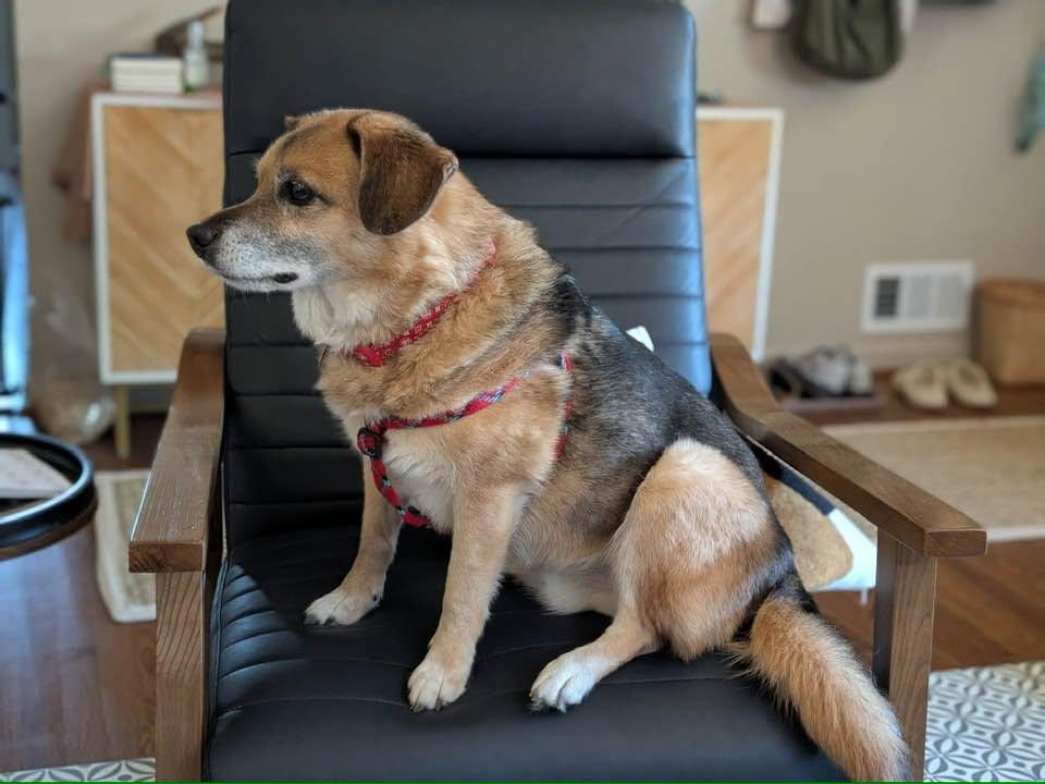 Skippy, a Adoptable mixed breed in Rockville, MD image 6/6