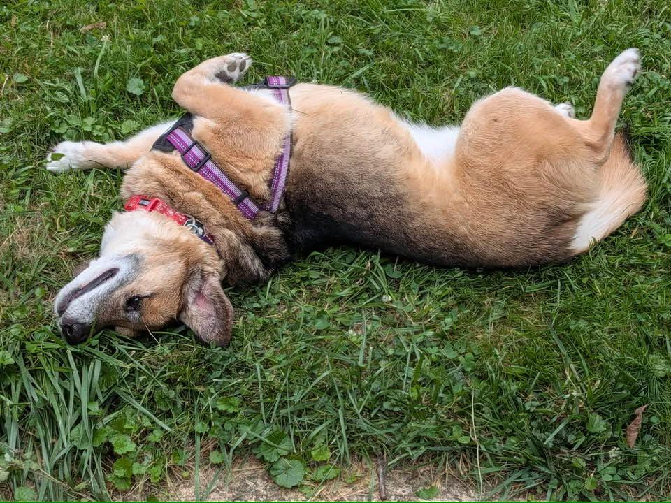 Skippy, a Adoptable mixed breed in Rockville, MD image 4/6