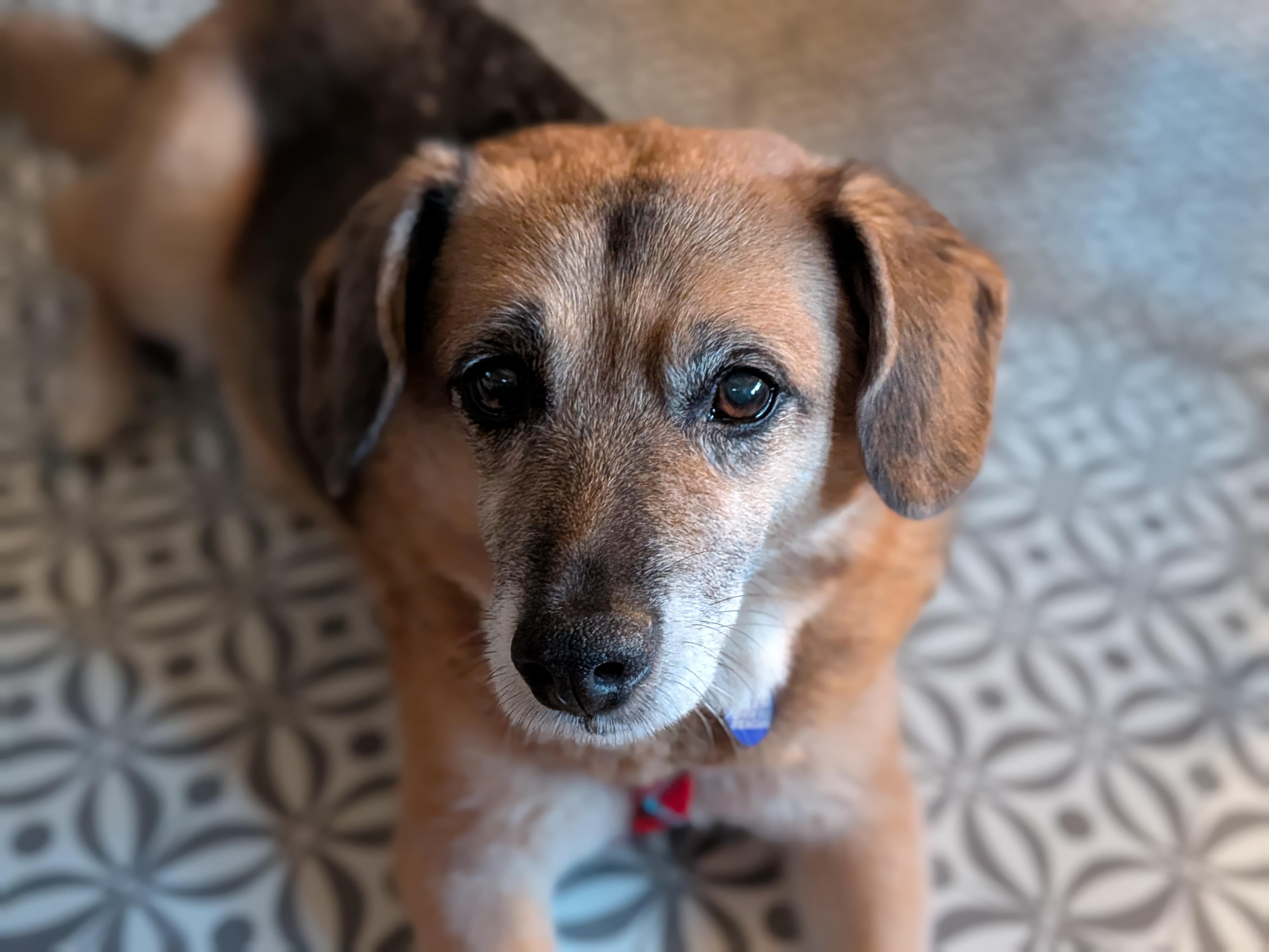 Skippy, a Adoptable mixed breed in Rockville, MD image 3/6