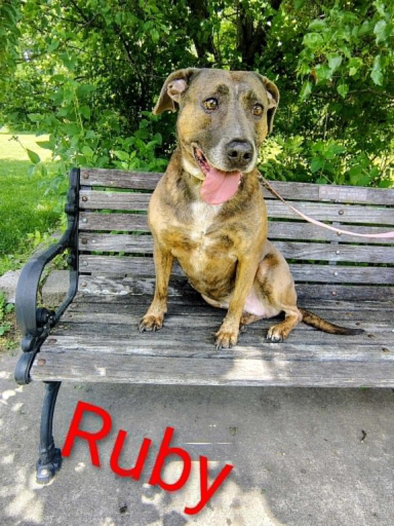 Ruby, Adoptable, Senior Female Plott Hound.