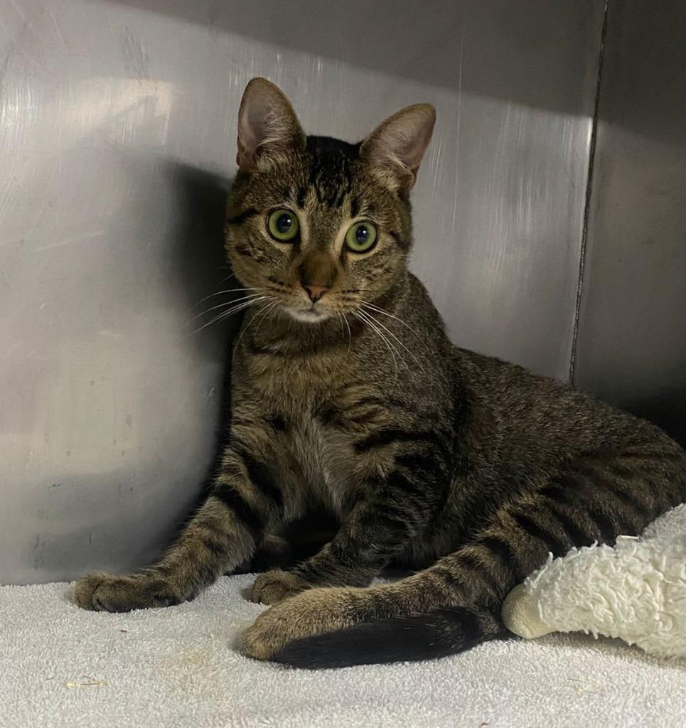 Silas, Young Male Domestic Short Hair