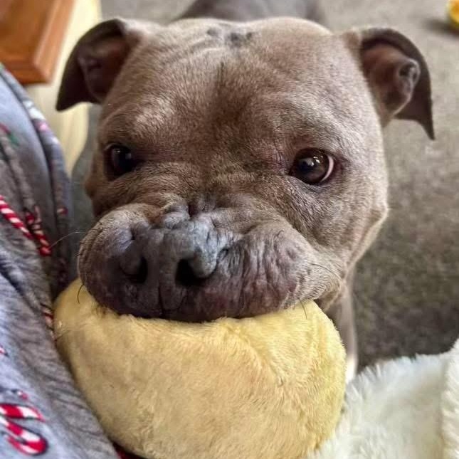 Mocha, Adoptable, Adult Female American Staffordshire Terrier.