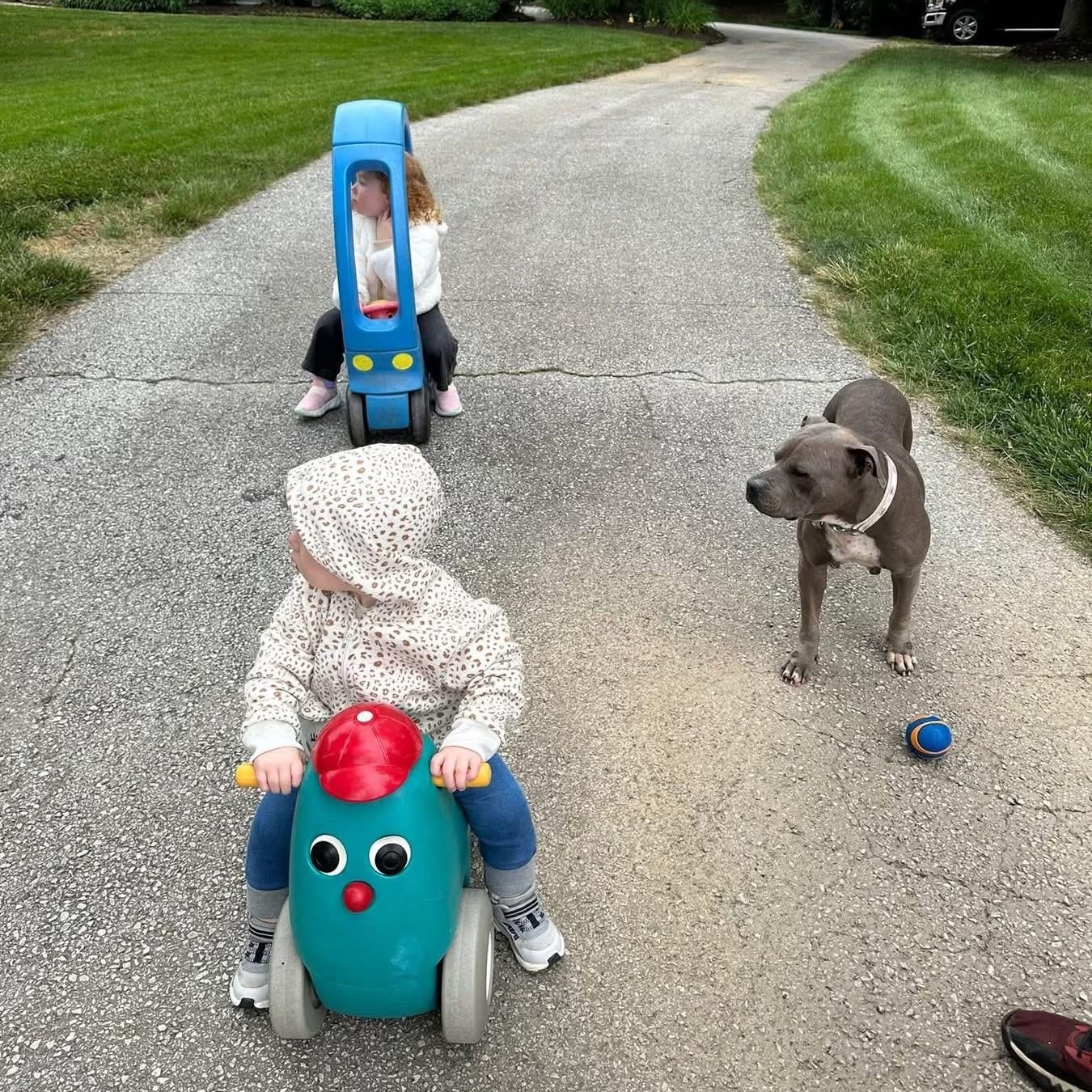 Mocha, a Adoptable American Staffordshire Terrier in Media, PA image 4/6
