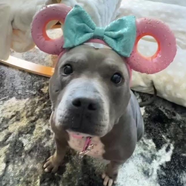 Mocha, a Adoptable American Staffordshire Terrier in Media, PA image 3/6