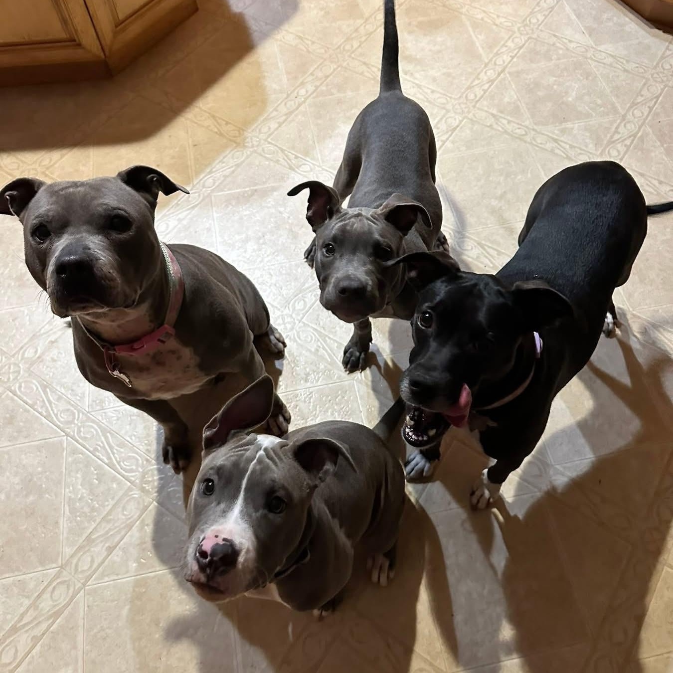 Mocha, a Adoptable American Staffordshire Terrier in Media, PA image 6/6