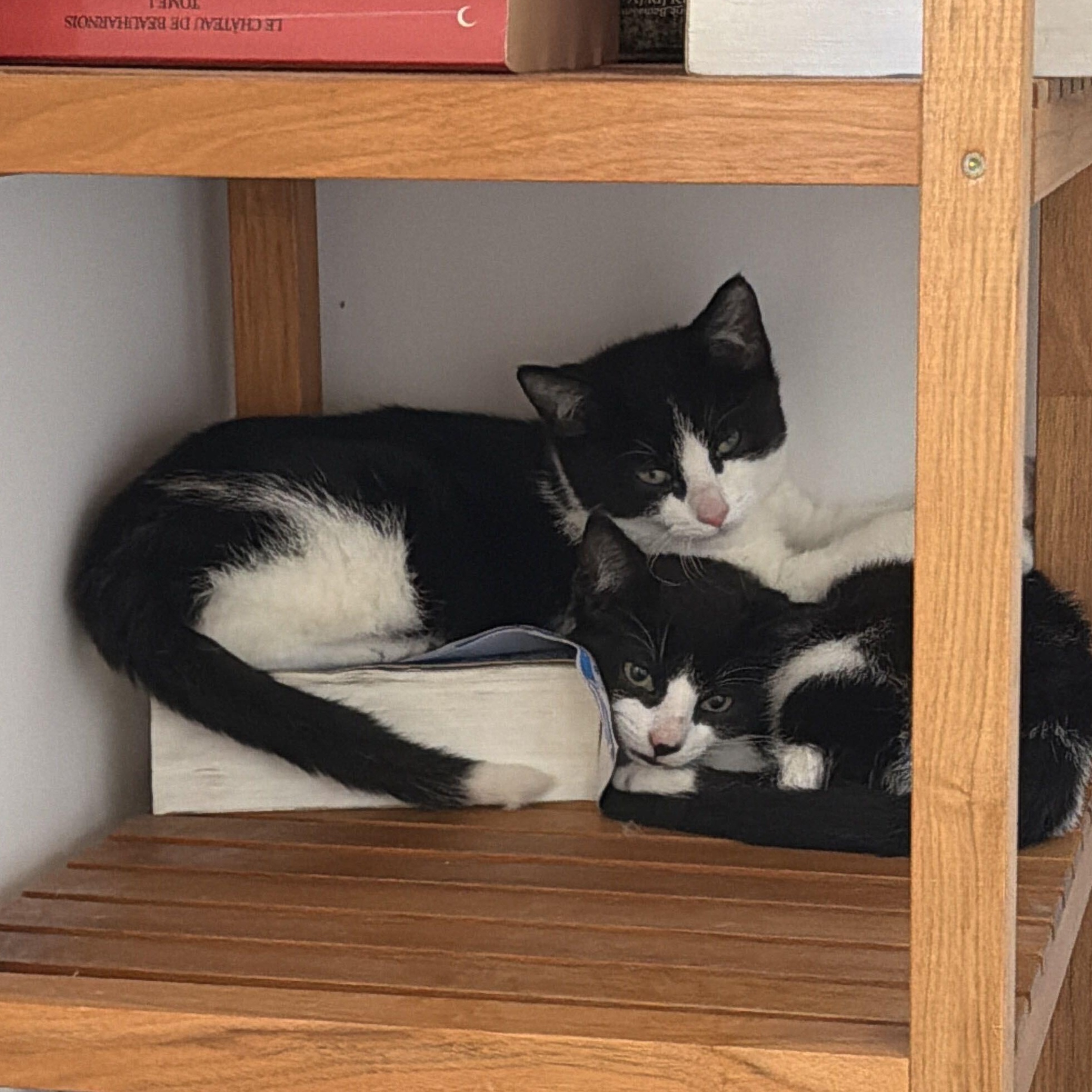 Salt, ADOPTABLE, Kitten Male Domestic Short Hair.