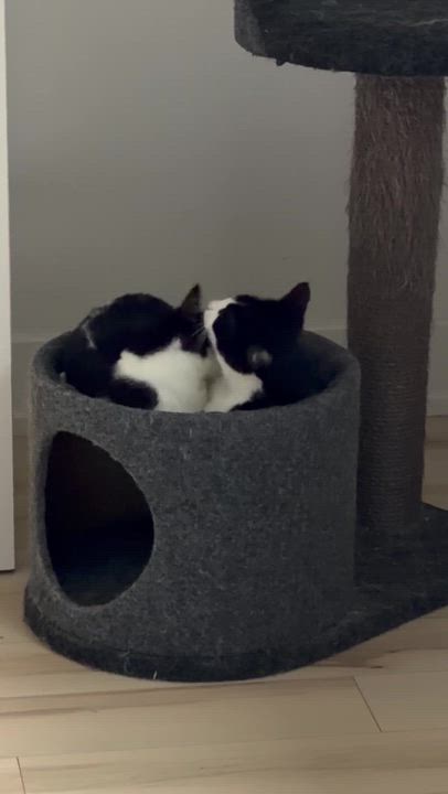 Enlarge Salt, a ADOPTABLE Domestic Short Hair in Wakefield, QC video 3/4