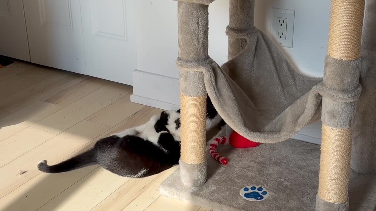 Enlarge Salt, a ADOPTABLE Domestic Short Hair in Wakefield, QC video 4/4