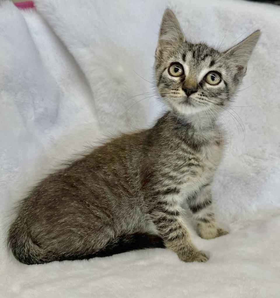 Jordan, Baby Male Tabby