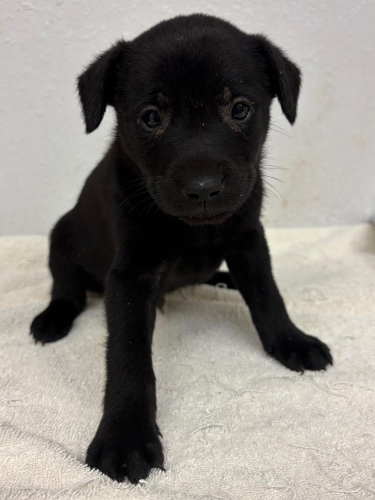 Nurse Jesse, Adoptable, Puppy Male Mixed Breed.