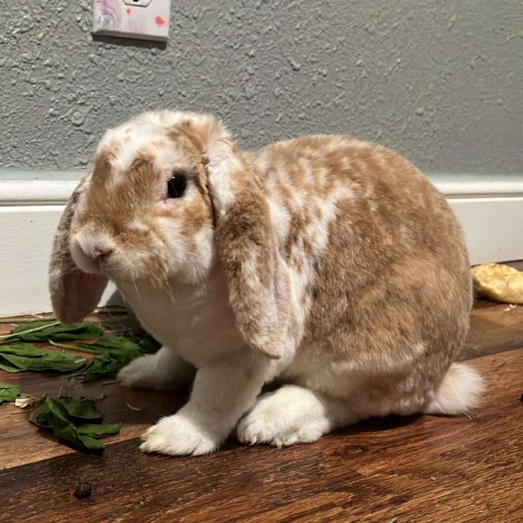 Pablo, Adoptable, Baby Male French Lop & Rhinelander.