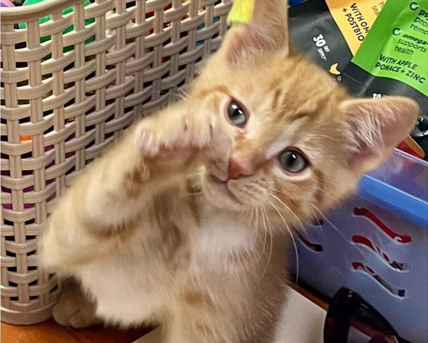 *Fish, Adopted, Kitten Male Domestic Short Hair & Tabby.