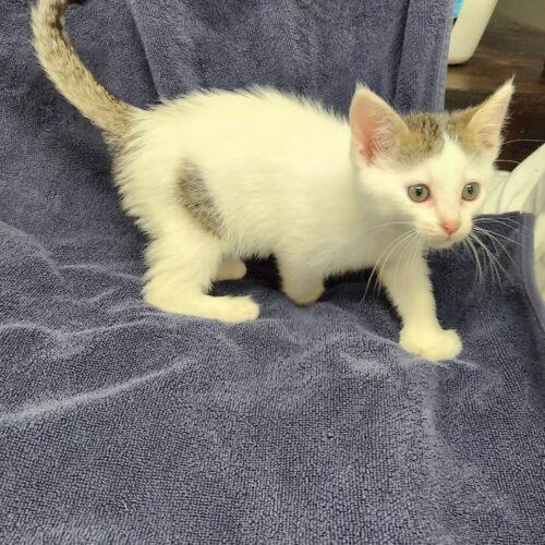 Enlarge Ashton, a Adoptable mixed breed in Kirksville, MO image 3/3