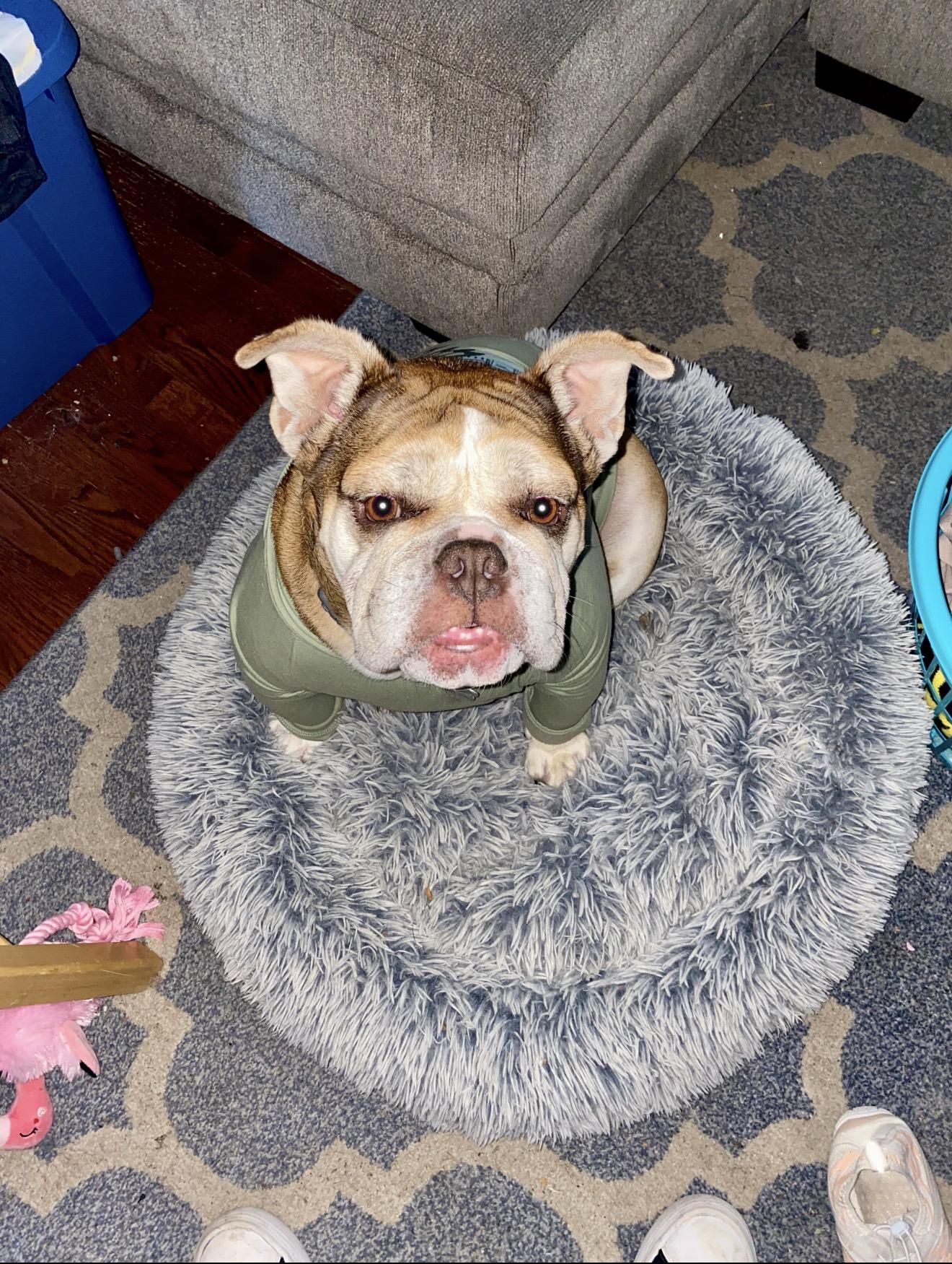 Enlarge Foster Pumpkin , a ADOPTABLE American Bulldog in Oswego, IL image 2/3