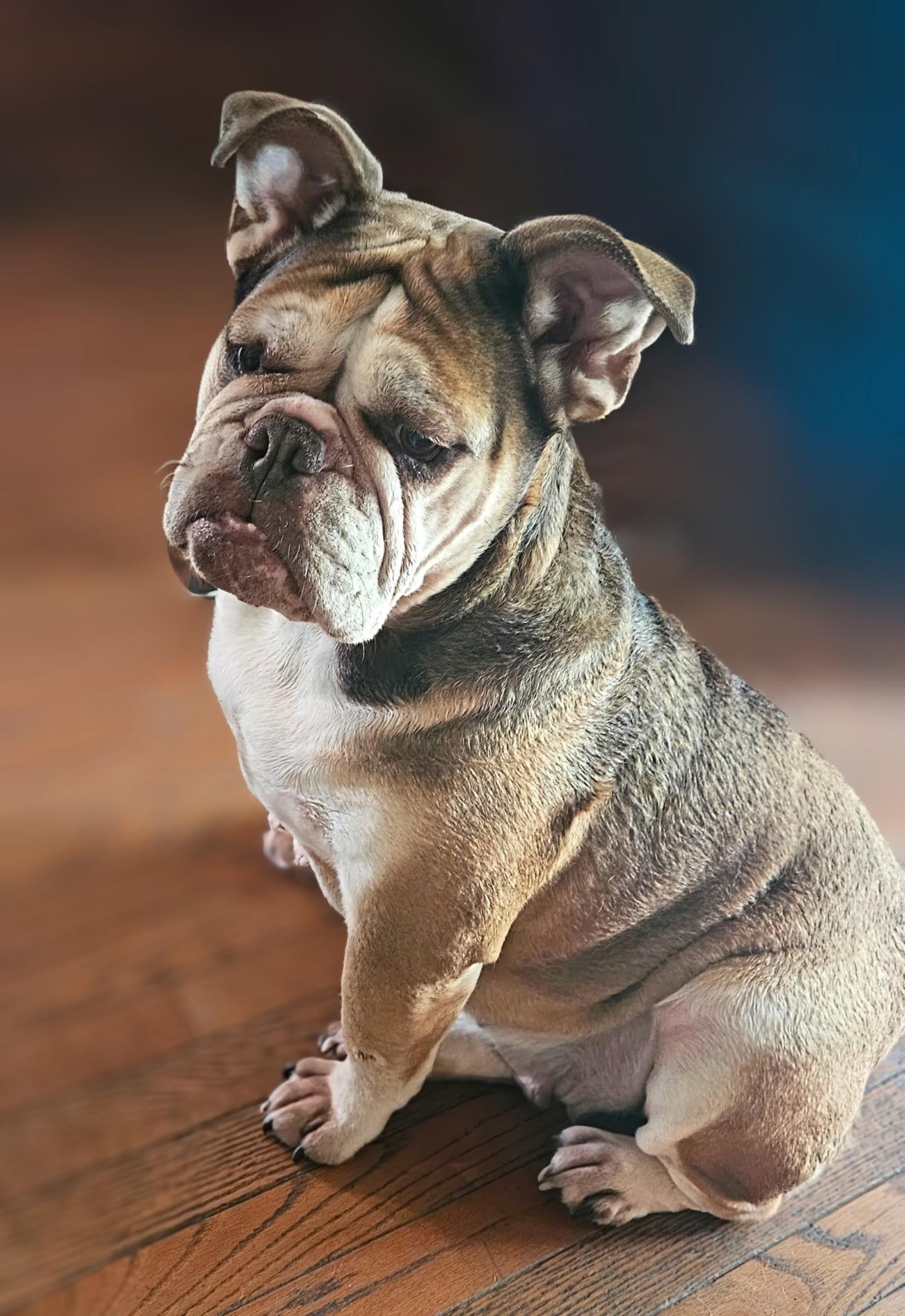 Pumpkin , ADOPTABLE, Adult Female American Bulldog.
