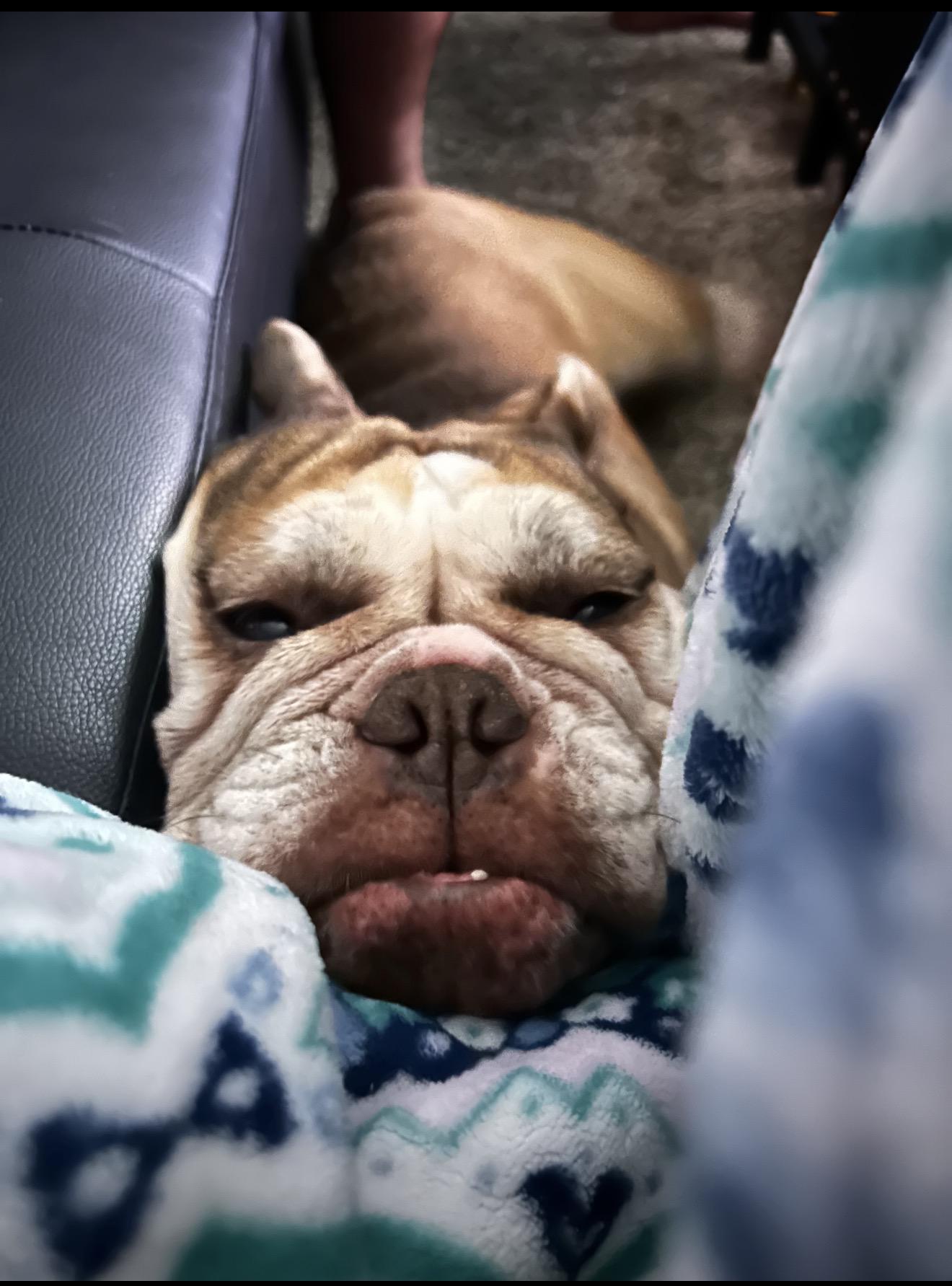 Foster Pumpkin , ADOPTABLE, Adult Female American Bulldog.