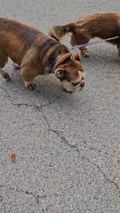 Enlarge Pumpkin , a ADOPTABLE English Bulldog in Oswego, IL video 5/5