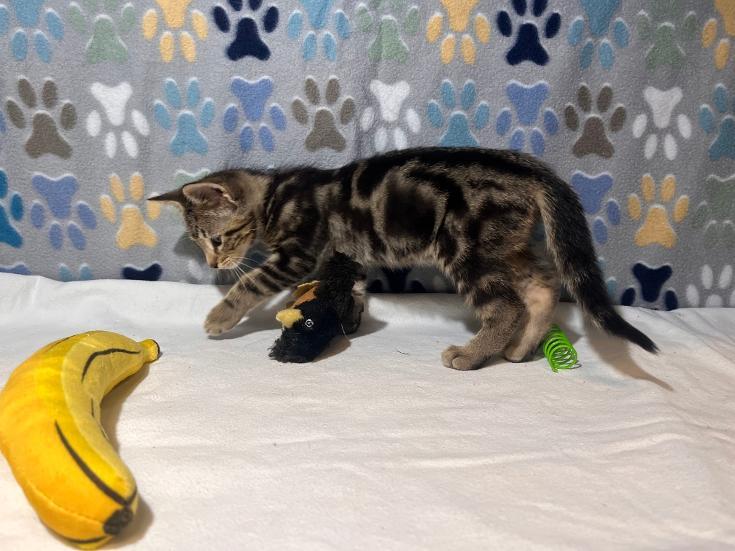 Ferris, Adoptable, Kitten Male Domestic Short Hair.
