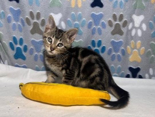 Enlarge Ferris, a Adoptable Domestic Short Hair in Goodlettsville, TN image 2/5