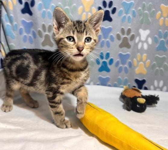 Enlarge Ferris, a Adoptable Domestic Short Hair in Goodlettsville, TN image 3/5